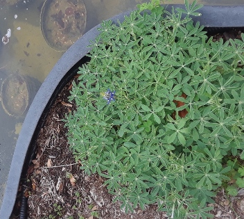 First bluebonnet 2018-1.jpg