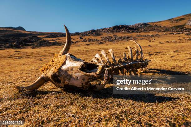 gettyimages-2152094721-612x612.jpg